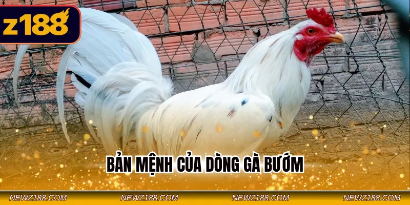 Bản mệnh của dòng gà bướm