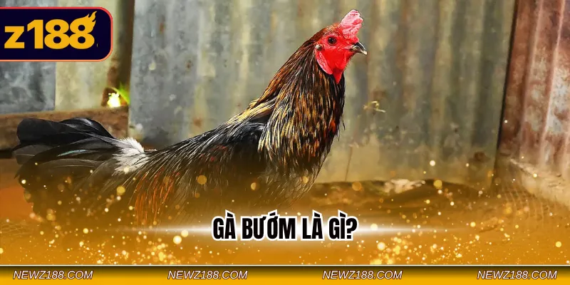 Gà bướm là gì
