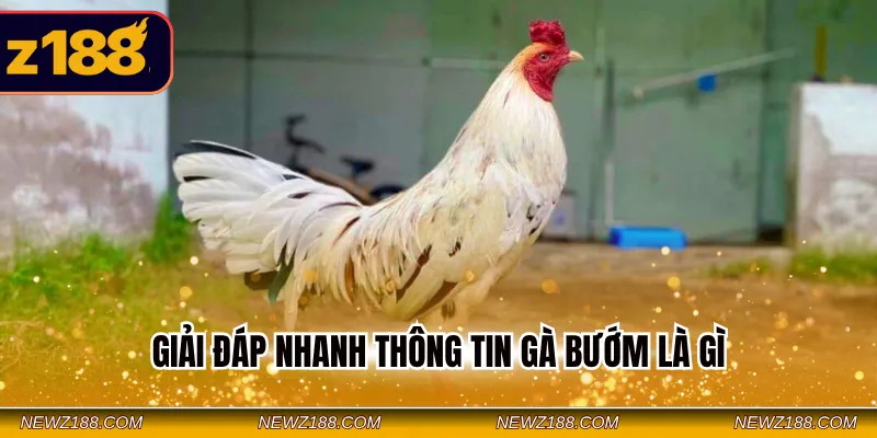 Giải đáp nhanh thông tin gà bướm là gì